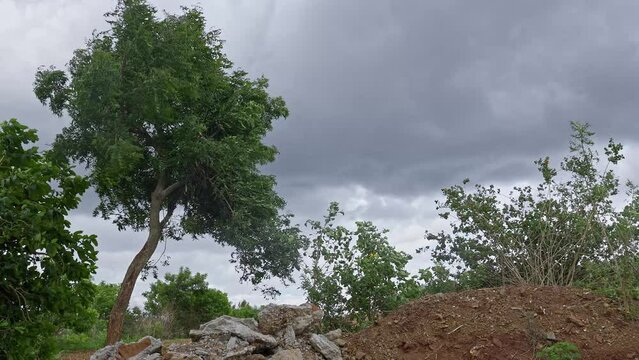 A view of a small neem tree or Indian lilac swaying in the stormy wind