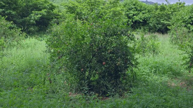 The pomegranate or Punica granatum,Malum granatum young tree with fruits