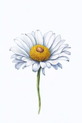 Cammomile flowers. AI generated illustration