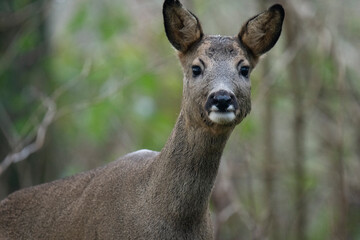 Wildlife photography of roe deer with beautiful light on taken by a young photographer with huge respect of those incredible animals.