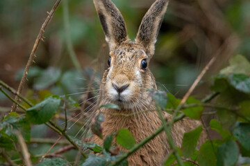 Wildlife photography ofhares with beautiful light on taken by a young photographer with huge respect of those incredible animals.