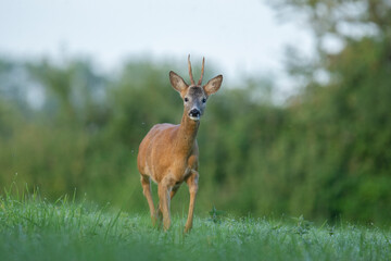 Wildlife photography of roe deer with beautiful light on taken by a young photographer with huge respect of those incredible animals.