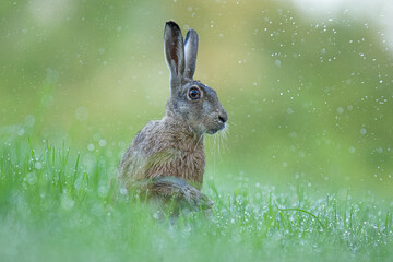 Wildlife photography ofhares with beautiful light on taken by a young photographer with huge respect of those incredible animals.
