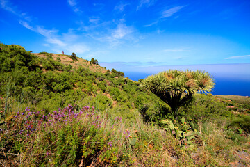 Landschaft von Las Tricias auf La Palma.