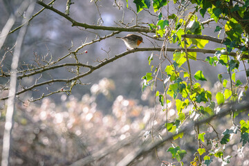 Wildlife photography of birds with beautiful light on taken by a young photographer with huge respect of those incredible animals.