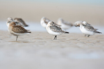 Wildlife photography of birds with beautiful light on taken by a young photographer with huge respect of those incredible animals.