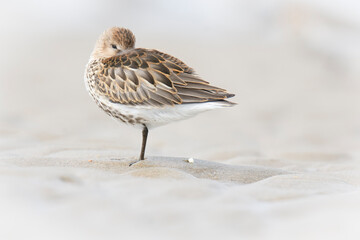 Wildlife photography of birds with beautiful light on taken by a young photographer with huge respect of those incredible animals.