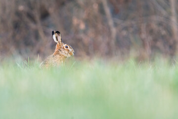 Wildlife photography ofhares with beautiful light on taken by a young photographer with huge respect of those incredible animals.