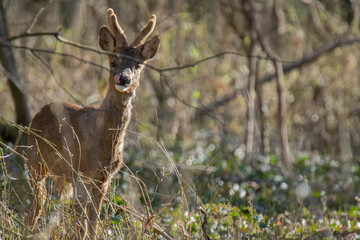 Wildlife photography of roe deer with beautiful light on taken by a young photographer with huge respect of those incredible animals.