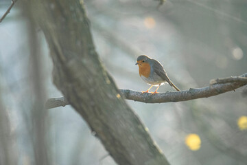 Wildlife photography of birds with beautiful light on taken by a young photographer with huge respect of those incredible animals.
