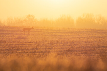 Wildlife photography of roe deer with beautiful light on taken by a young photographer with huge...