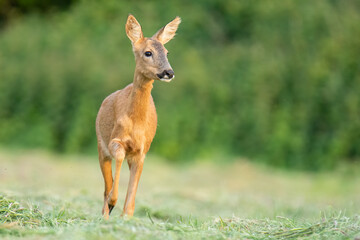 Wildlife photography of roe deer with beautiful light on taken by a young photographer with huge respect of those incredible animals.