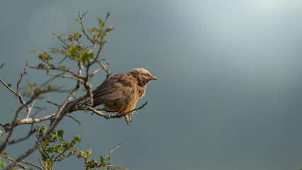 the bird in the wild