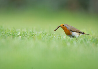 Wildlife photography of birds with beautiful light on taken by a young photographer with huge...