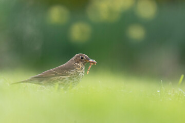 Wildlife photography of birds with beautiful light on taken by a young photographer with huge respect of those incredible animals.