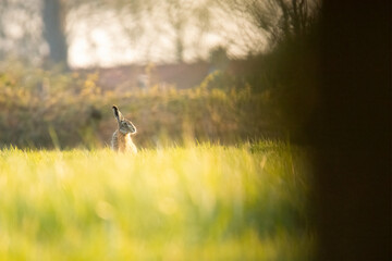 Wildlife photography ofhares with beautiful light on taken by a young photographer with huge respect of those incredible animals.