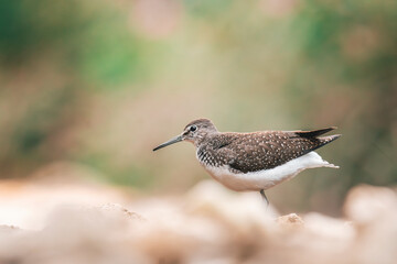 Wildlife photography of birds with beautiful light on taken by a young photographer with huge respect of those incredible animals.