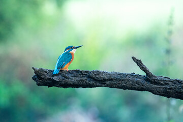 Wildlife photography of kingfisher with beautiful light on taken by a young photographer with huge respect of those incredible animals.