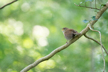 Wildlife photography of birds with beautiful light on taken by a young photographer with huge respect of those incredible animals.