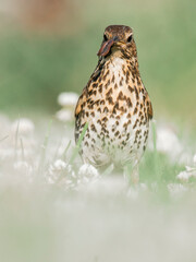 Wildlife photography of birds with beautiful light on taken by a young photographer with huge respect of those incredible animals.