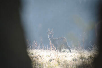 : Wildlife photography of roe deer with beautiful light on taken by a young photographer with huge respect of those incredible animals.