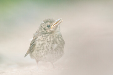 Wildlife photography of birds with beautiful light on taken by a young photographer with huge respect of those incredible animals.