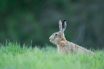 Wildlife photography ofhares with beautiful light on taken by a young photographer with huge respect of those incredible animals.