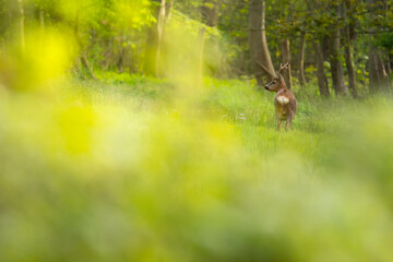 Wildlife photography of roe deer with beautiful light on taken by a young photographer with huge...