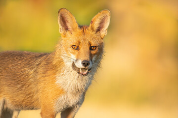 Wildlife photography of fox with beautiful light on taken by a young photographer with huge respect of those incredible animals.
