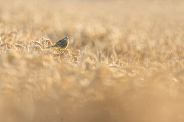 Wildlife photography of birds with beautiful light on taken by a young photographer with huge respect of those incredible animals.
