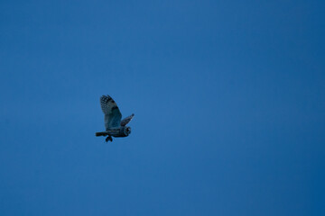 Wildlife photography of birds of prey with beautiful light on taken by a young photographer with huge respect of those incredible animals.	