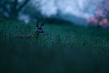 Wildlife photography of roe deer with beautiful light on taken by a young photographer with huge respect of those incredible animals.
