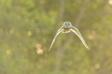 Wildlife photography of birds of prey with beautiful light on taken by a young photographer with...