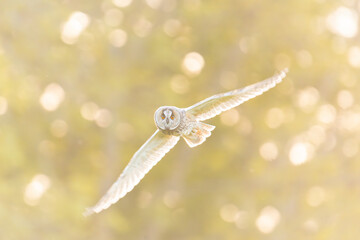 Wildlife photography of birds of prey with beautiful light on taken by a young photographer with huge respect of those incredible animals.	