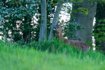 Wildlife photography of roe deer with beautiful light on taken by a young photographer with huge respect of those incredible animals.
