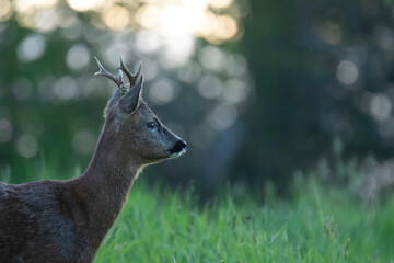 Wildlife photography of roe deer with beautiful light on taken by a young photographer with huge respect of those incredible animals.