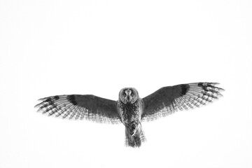 Wildlife photography of birds of prey with beautiful light on taken by a young photographer with...