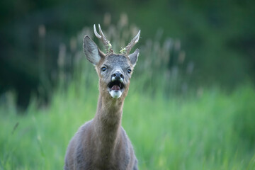 Wildlife photography of roe deer with beautiful light on taken by a young photographer with huge...