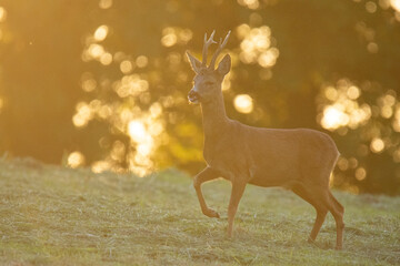 Wildlife photography of roe deer with beautiful light on taken by a young photographer with huge respect of those incredible animals. 