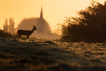 Fotobehang Wildlife photography of roe deer with beautiful light on taken by a young photographer with huge respect of those incredible animals.  © Lucien