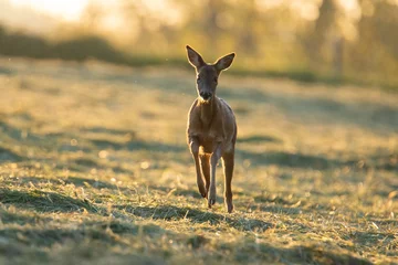 Tuinposter Wildlife photography of roe deer with beautiful light on taken by a young photographer with huge respect of those incredible animals.  © Lucien