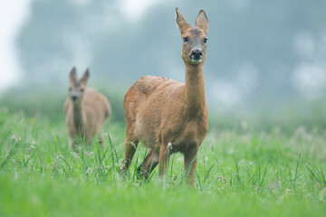Wildlife photography of roe deer with beautiful light on taken by a young photographer with huge respect of those incredible animals. 