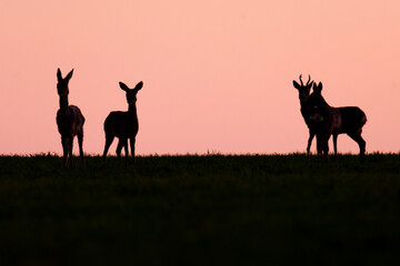 Wildlife photography of roe deer with beautiful light on taken by a young photographer with huge respect of those incredible animals.  © Lucien
