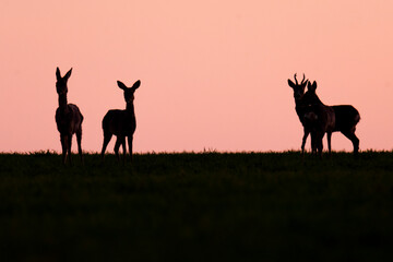 Wildlife photography of roe deer with beautiful light on taken by a young photographer with huge...