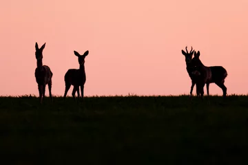 Zelfklevend Fotobehang Wildlife photography of roe deer with beautiful light on taken by a young photographer with huge respect of those incredible animals.  © Lucien