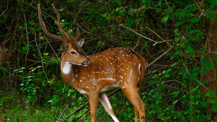 deer in the forest