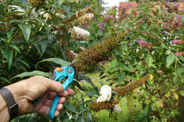 Pruning. Butterfly bush, summer lilac (Buddleja davidii). Cut off faded bunches of green seed pods...