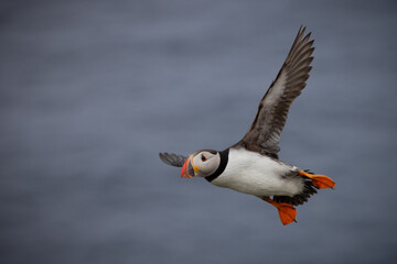 Puffin in flight, Mykines, Faroe Islands