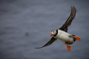 Puffin in flight, Mykines, Faroe Islands