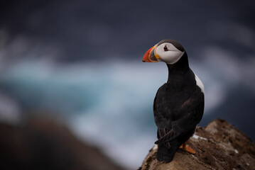 Puffin on clifftop, Mykines, Faroe Islands